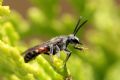 Lasioglossum nigripes (cfr.)